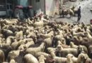 VKM/ Murtaja e ruminantëve që dëmtoi bagëtitë gjatë 2025, mbi 53 milionë lekë dëmshpërblim për fermerët