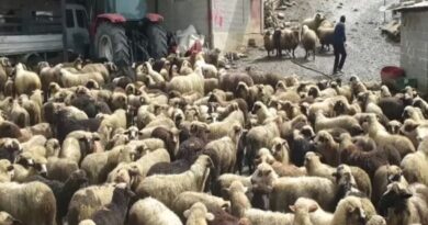 VKM/ Murtaja e ruminantëve që dëmtoi bagëtitë gjatë 2025, mbi 53 milionë lekë dëmshpërblim për fermerët