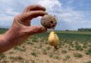 Dëme kolosale në Maliq nga farat e skaduara! Fermerët: 75% e patates s’ka mbirë fare dhe ajo që ka mbirë është e prishur