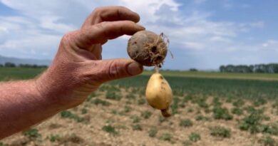 Dëme kolosale në Maliq nga farat e skaduara! Fermerët: 75% e patates s’ka mbirë fare dhe ajo që ka mbirë është e prishur