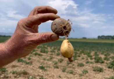 Dëme kolosale në Maliq nga farat e skaduara! Fermerët: 75% e patates s’ka mbirë fare dhe ajo që ka mbirë është e prishur