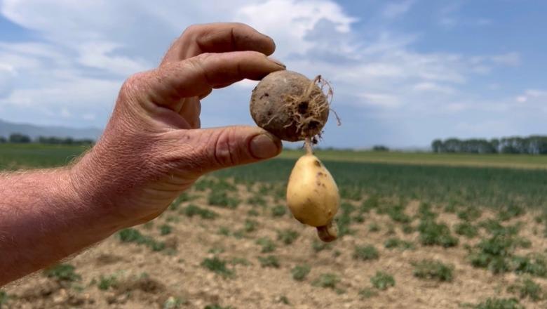 Dëme kolosale në Maliq nga farat e skaduara! Fermerët: 75% e patates s’ka mbirë fare dhe ajo që ka mbirë është e prishur