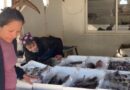 Biznesi merr punëtorë të huaj, por 68 mijë vendas të papunë! Filipinet, India, Egjipti ‘furnizojnë’ Shqipërinë me punonjës
