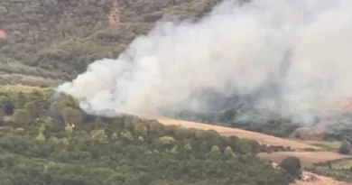 Zjarr masiv në Peshtan të Fierit, flakët përfshijnë masivin me pisha, zjarrfikëset nisen drejt vendngjarjes