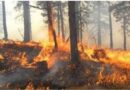 Zjarr dhe në Mallakastër, flakët ‘përpijnë’ ullishtet, rrezikohen banesat