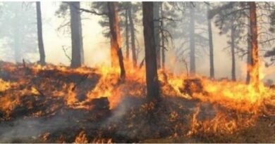 Zjarr dhe në Mallakastër, flakët ‘përpijnë’ ullishtet, rrezikohen banesat