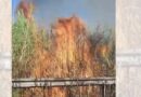 Zjarr në Novoselë të Vlorës, temperaturat e larta dhe era e fortë favorizojnë përhapjen e zjarrit në ullishte