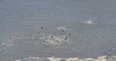 Lushnjë/ Thahet rezervuari, tonelata me peshq ngecin në baltë dhe cekëtinë